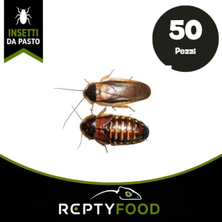 BLATTE DUBIA ADULTE 50 PEZZI - INSETTI DA PASTO