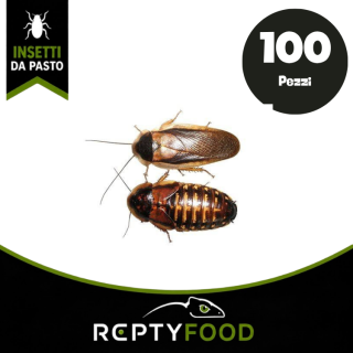 BLATTE DUBIA ADULTE 100 PEZZI - INSETTI DA PASTO