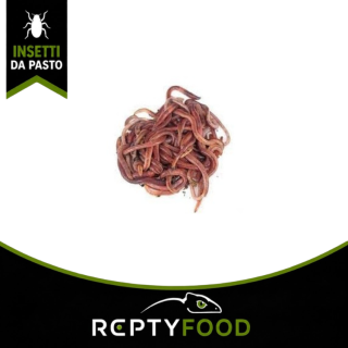 DENDROBAENA VENETA - INSETTI DA PASTO