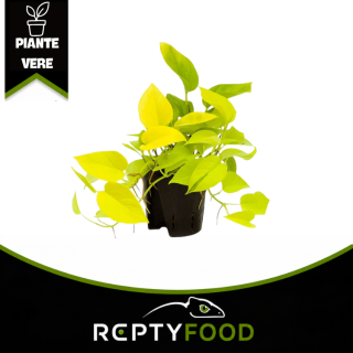 GOLDEN POTHOS - PIANTE DA TERRARIO