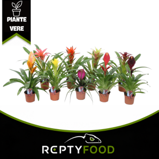 BROMELIA MIX - PIANTE DA TERRARIO