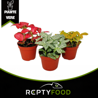 FITTONIA MIX COLOR - PIANTA DA TERRARIO