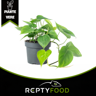 POTHOS MEDIUM / SMALL - PIANTA DA TERRARIO