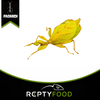 PHYLLIUM PHILIPPINICUM - INSETTO FOGLIA DELLE FILIPPINE PHYLLIUM PHILIPPINICUM - INSETTO FOGLIA DELLE FILIPPINE