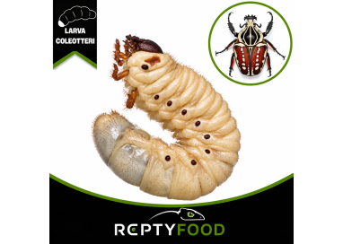 GOLIATHUS GOLIATUS LARVA - COLEOTTERO GIGANTE AFRICANO