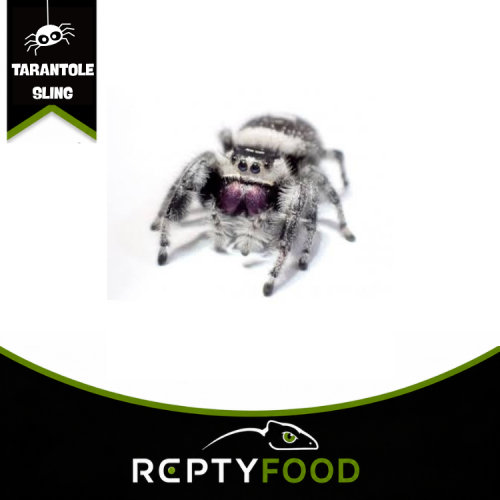 PHIDIPPUS REGIUS WHITE BAHAMAS ( FH2)