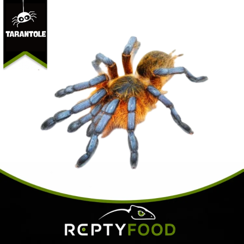 HARPACTIRA PULCHRIPES - TARANTOLA DEL SUDAFRICA