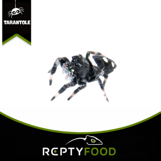 PHIDIPPUS REGIUS "EVERGLADES" - JUMPING SPIDER FH4