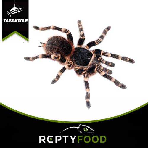 ACANTHOSCURRIA GENICULATA - TARANTOLA BRASILIANA