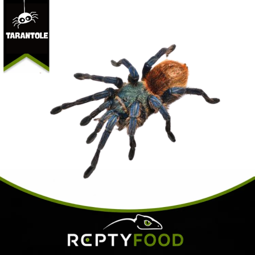 CHROMATOPELMA CYANEOPUBESCENS