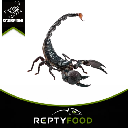 PANDINUS IMPERATOR COPPIA - SCORPIONE IMPERATORE PANDINUS IMPERATOR COPPIA - SCORPIONE IMPERATORE