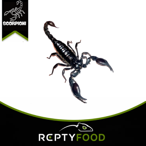HETEROMETRUS SILENUS – SCORPIONE ASIATICO DELLE FORESTE HETEROMETRUS SILENUS – SCORPIONE ASIATICO DELLE FORESTE
