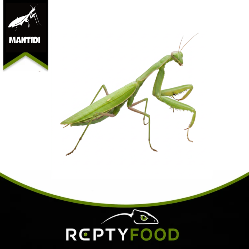 HIERODULA MEMBRANACEA – MANTIDE GIGANTE ASIATICA HIERODULA MEMBRANACEA – MANTIDE GIGANTE ASIATICA