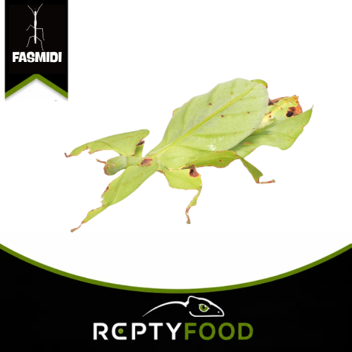 PHYLLIUM GIGANTEUM – INSETTO FOGLIA GIGANTE PHYLLIUM GIGANTEUM – INSETTO FOGLIA GIGANTE
