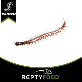 SCOLOPENDRA SP. “MINT LEGS” – SCOLOPENDRA DALLE ZAMPE VERDE MENTA