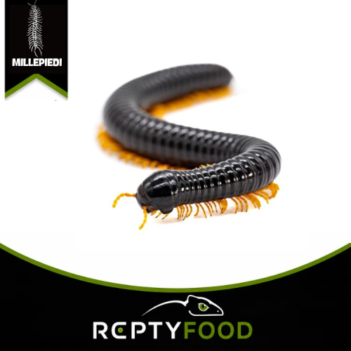 ALIENOSTREPTUS BICOLORIPES “YELLOW LEG” – MILLEPIEDI GIGANTE DEL VIETNAM ALIENOSTREPTUS BICOLORIPES “YELLOW LEG” – MILLEPIEDI GIGANTE DEL VIETNAM