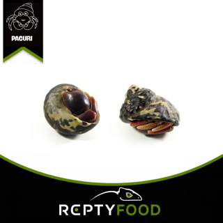 Coenobita clypeatus – Paguro Terrestre dei Caraibi Coenobita clypeatus – Paguro Terrestre dei Caraibi