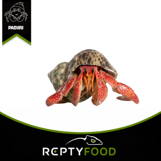 COENOBITA PERLATUS – PAGURO TERRESTRE FLAME COENOBITA PERLATUS – PAGURO TERRESTRE FLAME