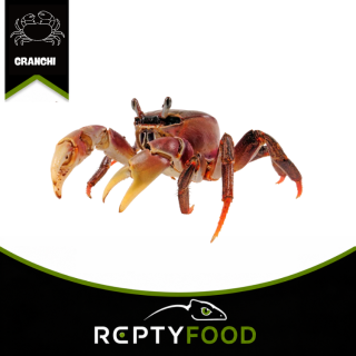 CARDISOMA CARNIFEX – GRANCHIO TERRESTRE BRUNO DELL'INDO-PACIFICO