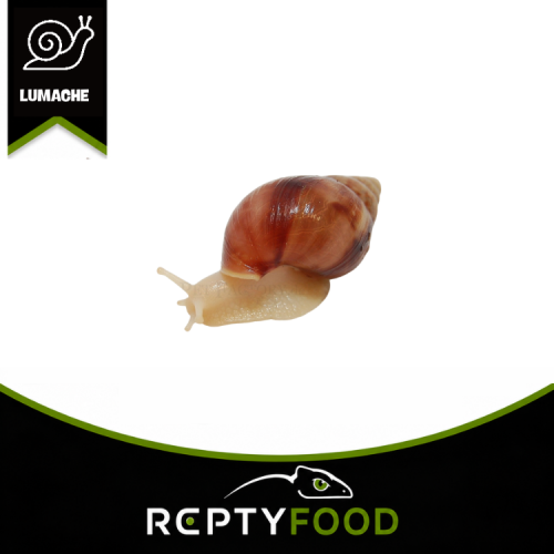 ACHATINA FULICA WHITE JADE – LUMACA GIGANTE AFRICANA WHITE JADE ACHATINA FULICA WHITE JADE – LUMACA GIGANTE AFRICANA WHITE JADE