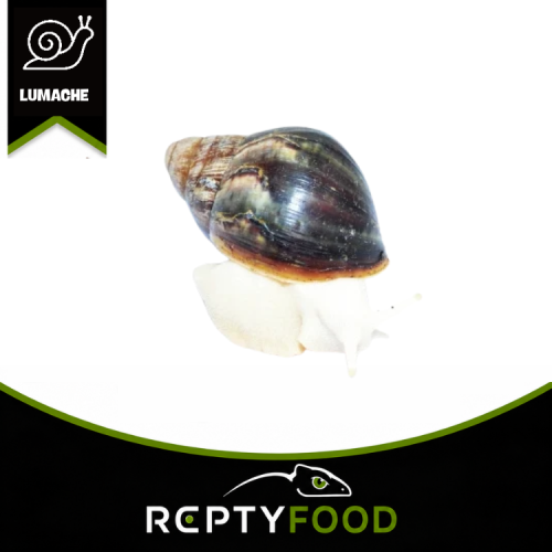 ARCHACHATINA PUYLAERTI BENIN ALBINO BODY – LUMACA GIGANTE AFRICANA ALBINA ARCHACHATINA PUYLAERTI BENIN ALBINO BODY – LUMACA GIGANTE AFRICANA ALBINA