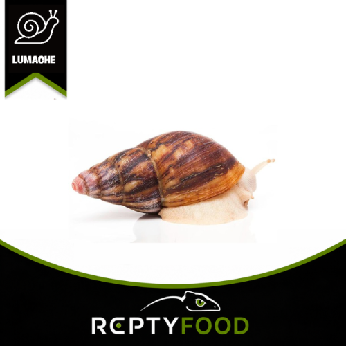 ARCHACHATINA MARGINATA SUTURALIS ALBINO – LUMACA GIGANTE AFRICANA ALBINA ARCHACHATINA MARGINATA SUTURALIS ALBINO – LUMACA GIGANTE AFRICANA ALBINA