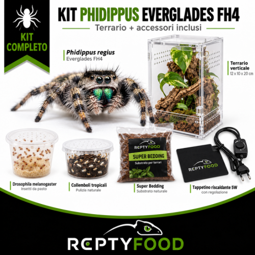 KIT COMPLETO PHIDIPPUS REGIUS EVERGLADES FH4 – JURASSIC LAB KIT COMPLETO PHIDIPPUS REGIUS EVERGLADES FH4 – JURASSIC LAB
