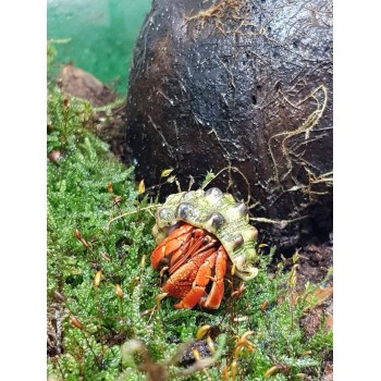 COENOBITA CLYPEATUS - PAGURO DI TERRA