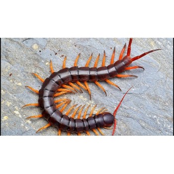 SCOLOPENDRA DEHAANI VIETNAM YELLOW LEG