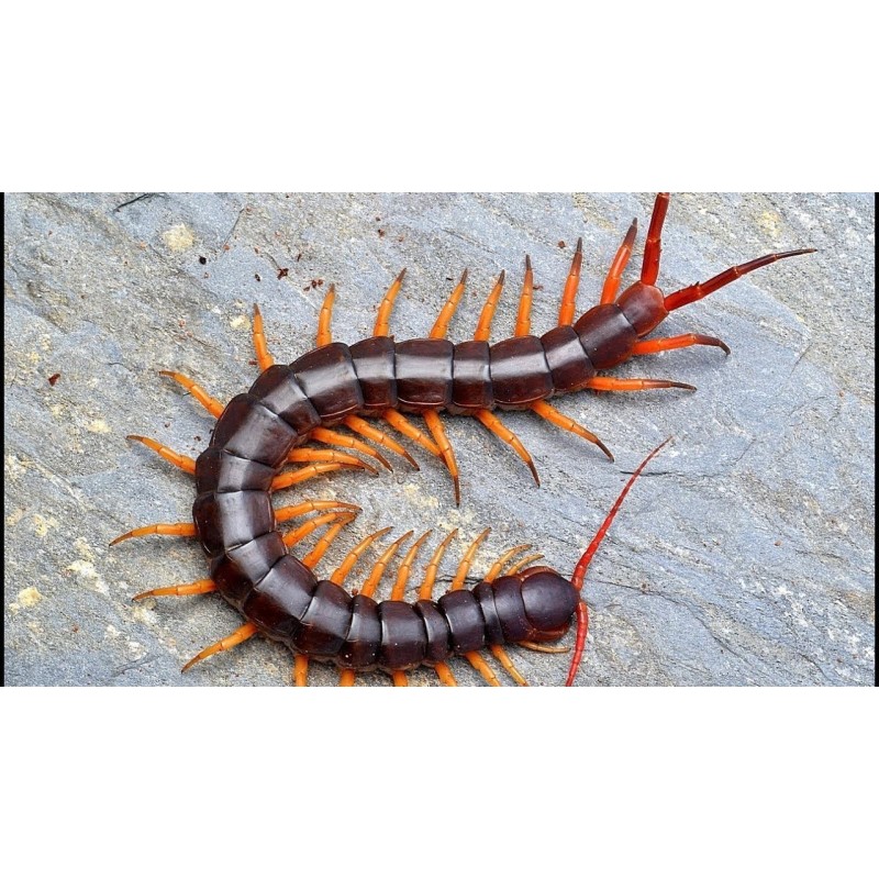 SCOLOPENDRA DEHAANI VIETNAM YELLOW LEG