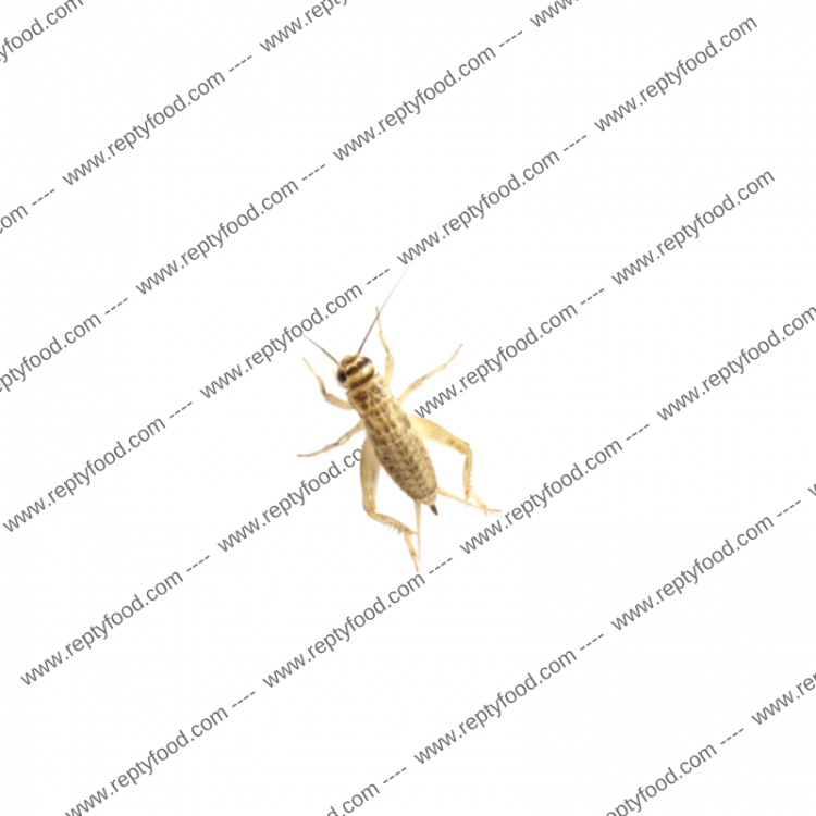 ACHETA MEDI 1000 PEZZI - INSETTI DA PASTO