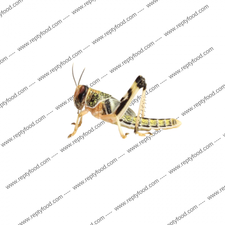 LOCUSTE SUBADULTE 50 PEZZI - INSETTI DA PASTO