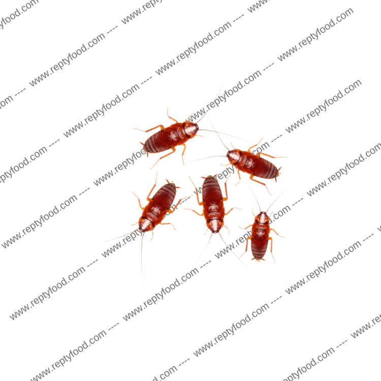 BLATTE LATERALIS MEDIE 100 PEZZIBLATTE LATERALIS MEDIE 50 PEZZI - INSETTI DA PASTO