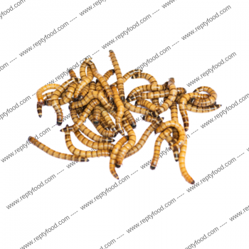 CAIMANI (Zophobas Morio) 250 gr - INSETTI DA PASTO