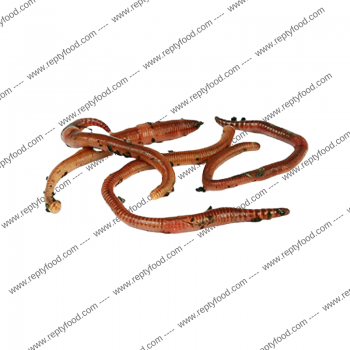 DENDROBAENA VENETA - INSETTI DA PASTO