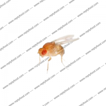 La drosofila, o moscerino della frutta - INSETTID A PASTO