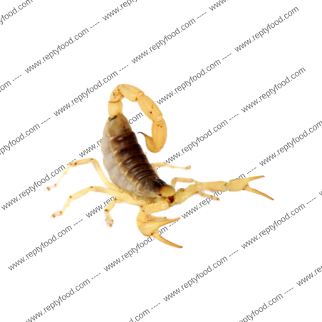 HADRURUS ARIZONENSIS - SCORPIONE DEL DESERTO
