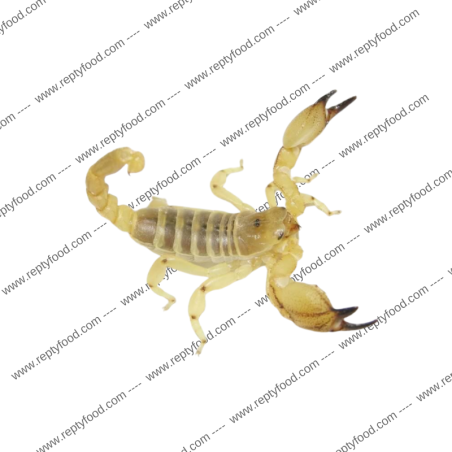 SCORPIO MAURUS - SCORPIONE DEL MEDIO ORIENTE