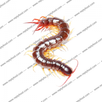 SCOLOPENDRA DEHAANI VIETNAM YELLOW LEG