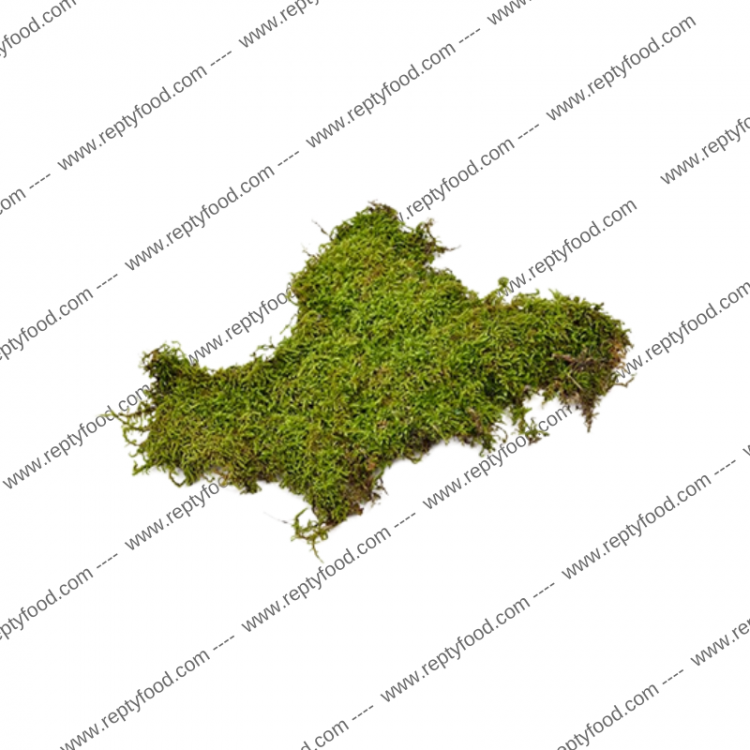 MUSCHIO NATURALE PER TERRARI