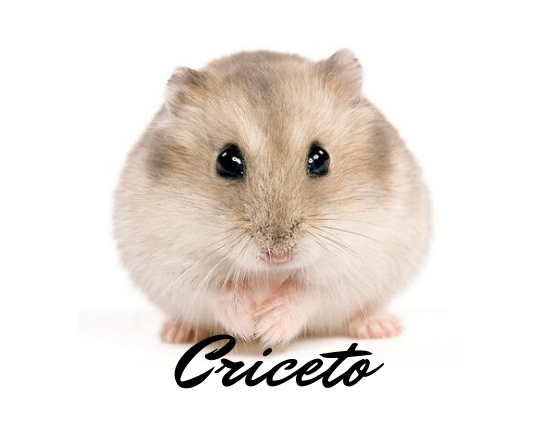 Criceto