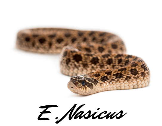 heterodon nasicus