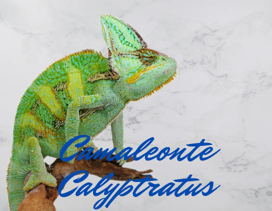 Camaleonte calyptratus