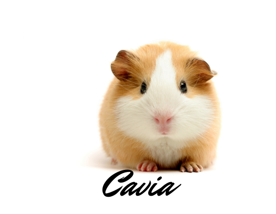 Cavia