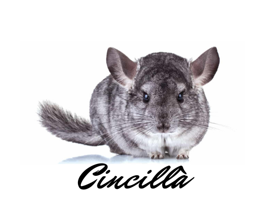 Cincillà