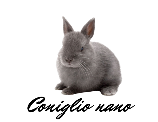 Coniglio nano