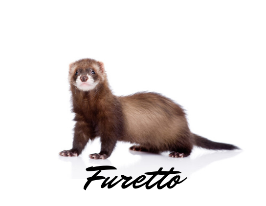 Furetto