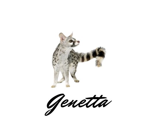 Genetta