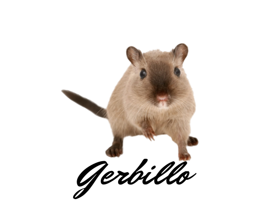 Gerbillo