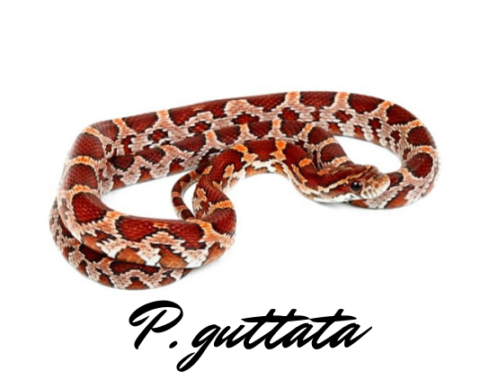 p.gutatta